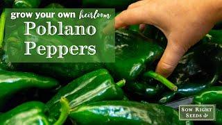 Sow Right Seeds | Poblano Peppers