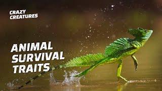 Animals Built for Survival