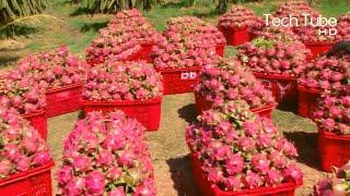 Modern Dragon Fruit Farm And Harvest | Amazing Dragon Fruit Process In Factory