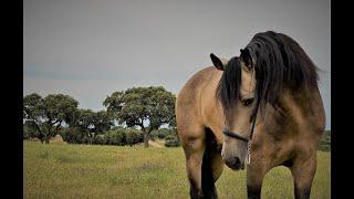 ULTIMADO XXXIII - PRE HORSE - 5 YEARS OLD!!