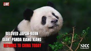 LIVE: Beloved Japan-born giant panda Xiang Xiang returns to China today! 一起接旅日大熊猫“香香”回家！