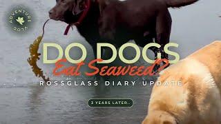Do dogs eat seaweed? Rossglass Diary Update 2024