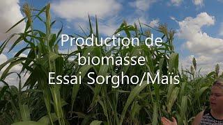 essai sur la production de biomasse Sorgho/Maïs ensilage