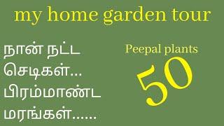 my home garden tour.... peepal50...| Rameishomh