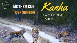 Superb Sighting at Kanha National Park