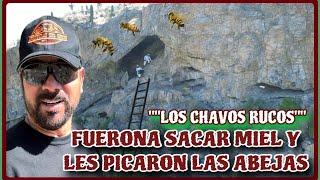 AVENTURA NÚMERO 515 FUERON A SACAR MIEL Y LES PICARON LAS ABEJAS TODO QUEDÓ EN CÁMARAS..