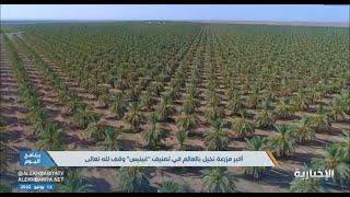 مشروع أوقاف الشيخ صالح الراجحي‬ في الباطن بالقصيم أكبر مشروع نخيل تمر في العالم بتصنيف (غينيس)