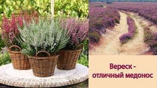 Цветущий вереск  Уход посадка и размножение вереска