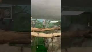 Жизнь в зоопарке