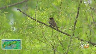 A Birdwatching Paradise At The Trinity River Audubon Center