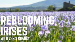 Explore The Beauty of Reblooming Irises!