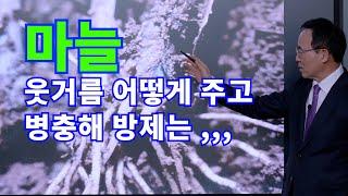 마늘 웃거름 어떻게 주고 병충해 방제는...