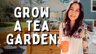 Q&A: Planting an Herbal Tea Garden And Growing My Own Herbal Teas