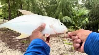 Rough water, trevally are aggresive!