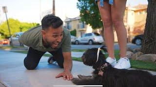 Your Dog Is So Cute! | Anwar Jibawi