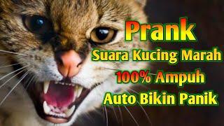 Suara Kucing Marah _ Prank Suara Kucing Berantem