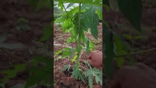 healthy papaya tree #agribuzz