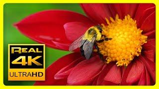 Breathtaking Colors of Nature in 4K II  Beautiful Flowers - Sleep Relax Music UHD TV Screensaver