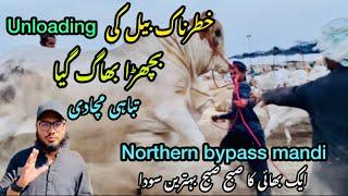 Northern bypass mandi Karachi Cattle Rates Update || 8 may 2025 || Cow Mandi 2025