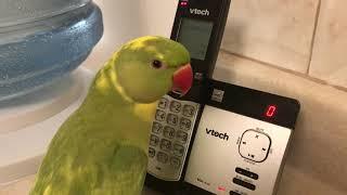 Funny parrot loves talking to the telephone “to cute”