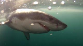 How to Track a Great White Shark and Why | Dyer Island Conservation Trust