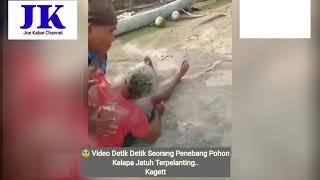  Video Detik Detik Seorang Penebang Pohon Kelapa Jatuh Terpelanting..Kagett Ngerii