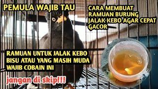 TIPS RAMUAN JALAK KEBO AGAR CEPAT GACOR DAN SEHAT | JALAK KEBO GACOR FULL ISIIAN| JALAK KEBO