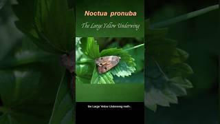 The Large Yellow Underwing Moth