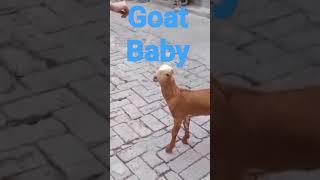 #shortsvideo #mspetsvlogs #shortsfeed#goat#shortsvideo #shortsfeed #babygoat #shortsviral #videovira