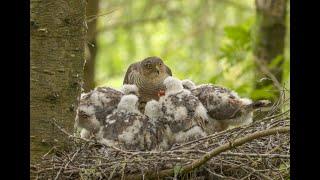 Nesting Sparrowhawks 4k