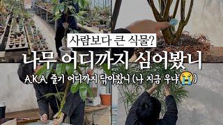 식물가게 → 우리집  화분이 배송되기까지 (feat. 푸르다의 피 땀 눈물) │ 거실화분, 인테리어 식물, 대형식물