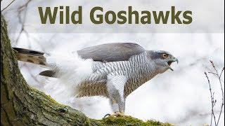 Filming Wild Goshawks: Wildlife Footage