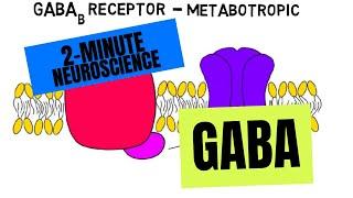 2-Minute Neuroscience: GABA