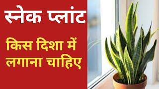 snake plant benefits in hindi / snake plant vastu