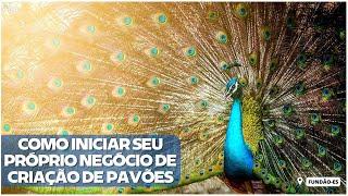 CRIAÇÃO DE PAVÕES: como transformar em um negócio próspero, LUCRATIVO e SUSTENTÁVEL