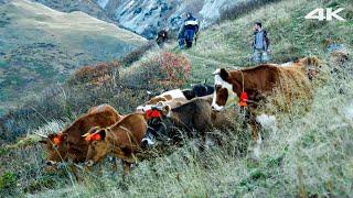 Migration aus dem Kaçkar-Gebirge mit Pferden und Kühen | Dokumentarfilm