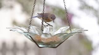 Birds Eating Live Mealworms