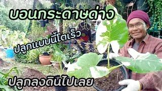 วิธีปลูกบอนกระดาษด่างลงดิน