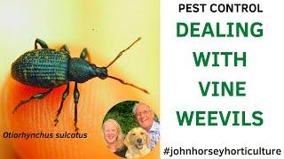 HOW TO CONTROL VINE WEEVILS - DEALING WITH VINE WEEVILS IN YOUR GARDEN