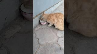 Cat drinking milk #shorts #bishkek #foryou #youtubeshorts #kyrgyzstan