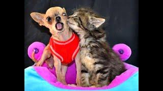  Let me kiss you!  Funny video with dogs, cats and kittens! 