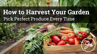 How to Harvest Your Garden / Expert Tips to Pick Perfect Produce Every Time