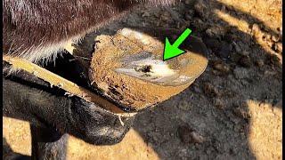 A black hole appeared in the donkey's hoof! The master treated the donkey's hoof to save it