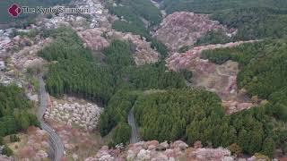 Shoot cherry blossoms with a drone(April 2020,Yoshino-cho,NARA Pref. JAPAN)