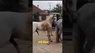 sexy #short #sexy #horse