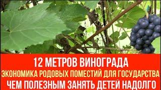 №61 12 метров винограда / Экономика поместий для государства / Чем полезным занять детей надолго