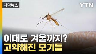 [자막뉴스] 생존력 강해져...지금 집 안 모기 못 잡으면 '큰일'  / YTN