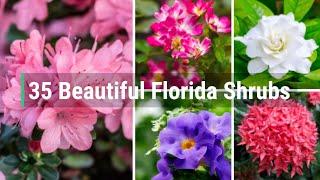 35 Beautiful Florida Shrubs