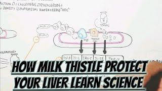 Protect Liver By Milk Thistle