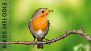 Birds Singing - Bird Sounds to Restore the Nervous System, Heal the Heart, Relax the Mind and Soul